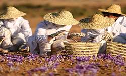 ارائه مشاوره تخصصی به جناب آقای علیرضا میرمحمدی